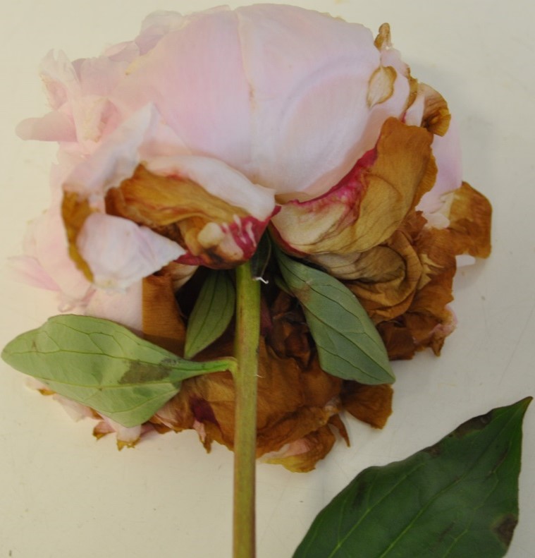 a close-up of a flower